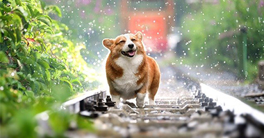 怎样让狗狗学会和同类相处