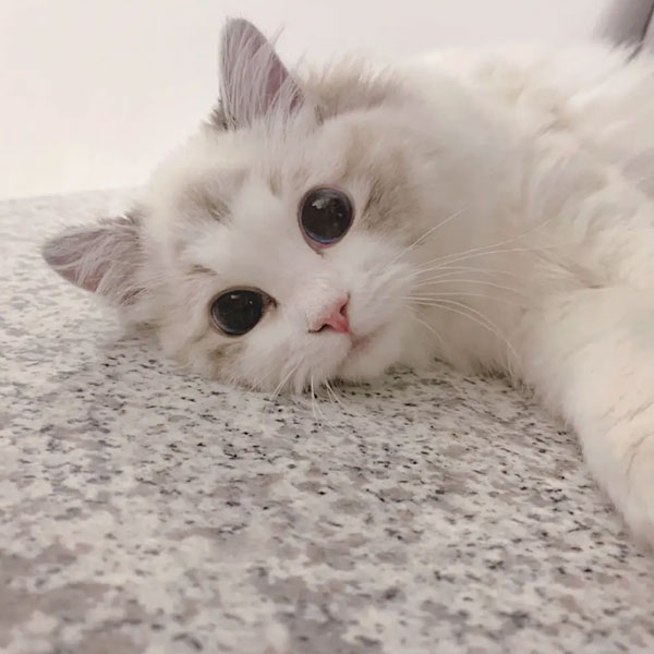 布偶猫