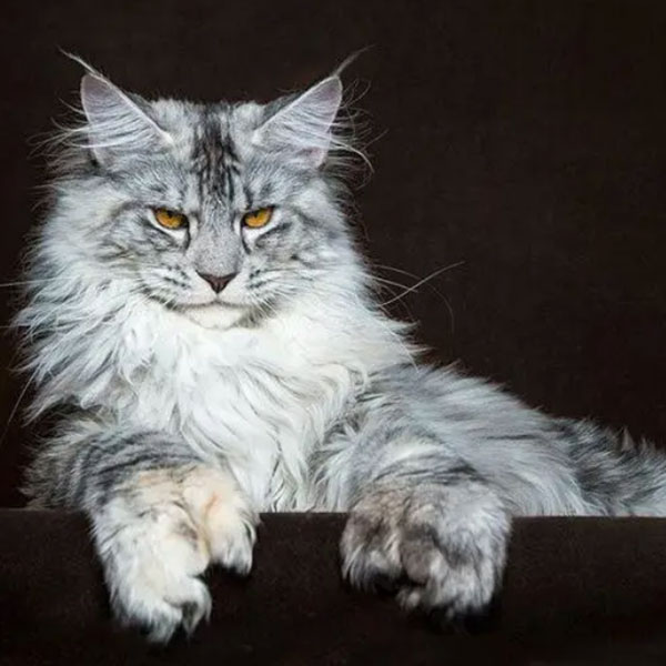 缅因猫