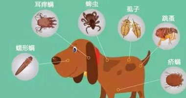 宠物大概多长时间驱虫一次