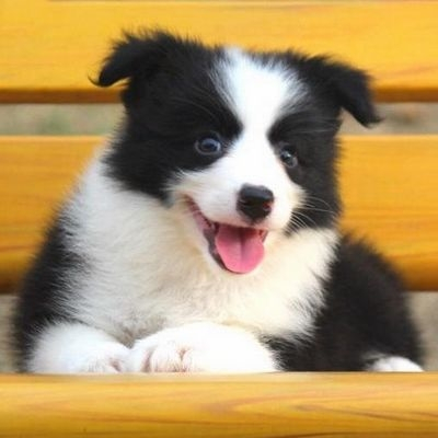边境牧羊犬