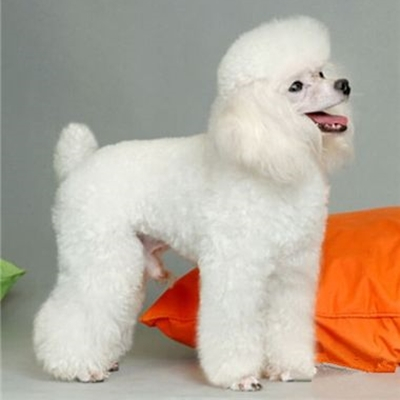 巨型贵宾犬