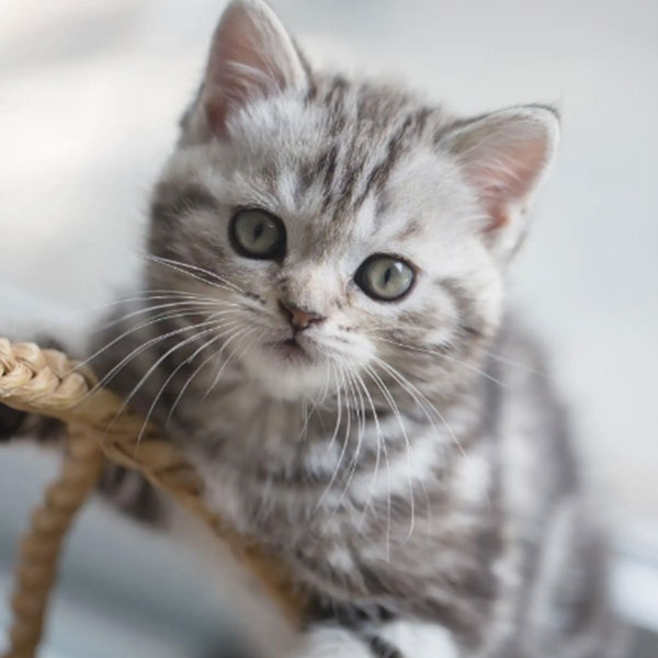 杭州正规猫舍-美短标斑