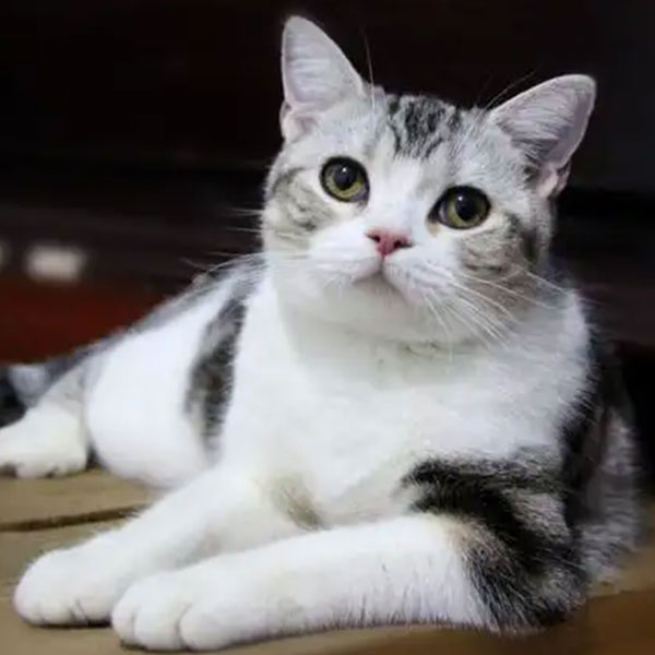 杭州正规猫舍-美短起司