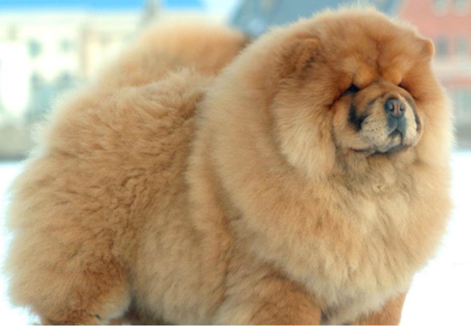 杭州犬舍-松狮犬