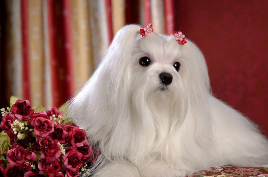 小型犬犬舍-马尔济斯犬