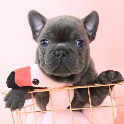 法国斗牛犬